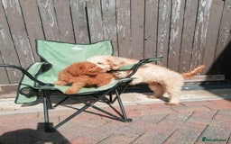 Miniature Poodle dogs for sale: Miniature poodles  - Image 33