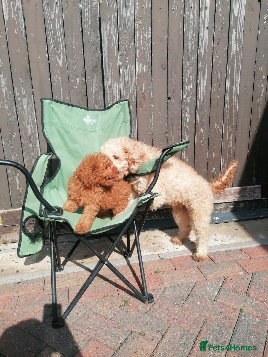 Miniature Poodle dogs for sale: Miniature poodles  - Image 33