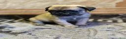 Pug dogs for sale: Gorgeous Pug Puppies - Advert 12