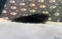 Pomeranian dogs for sale: Stunning litter merl Pomeranian - Image 13