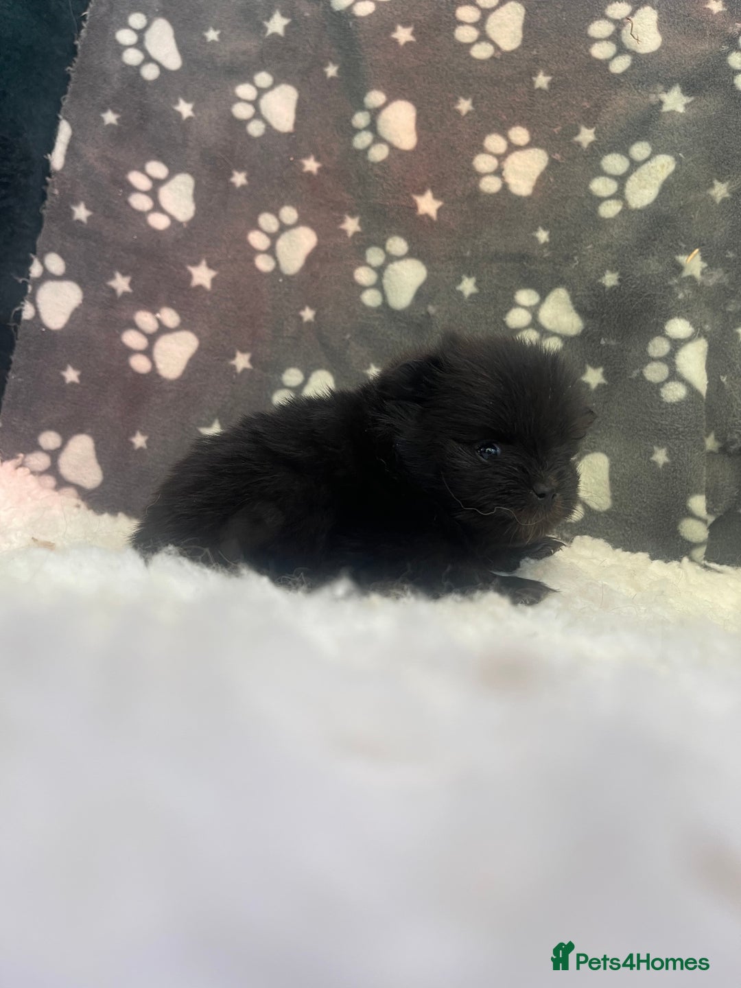 Pomeranian dogs for sale: Stunning litter merl Pomeranian - Image 13