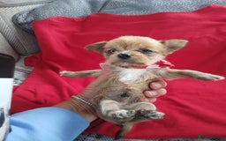 Chorkie dogs for sale: Chihuahua  Cross Yorkshire  - Image 13