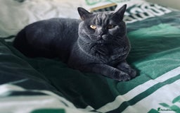 British Shorthair cats for sale: British Shorthair Kittens - Image 31