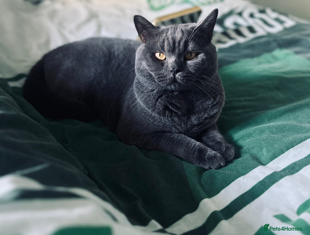 British Shorthair cats for sale: British Shorthair Kittens - Image 31