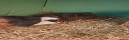 Guinea Pig rodents for sale: Two female guinea pigs and hutch  in Sleaford - Advert 5