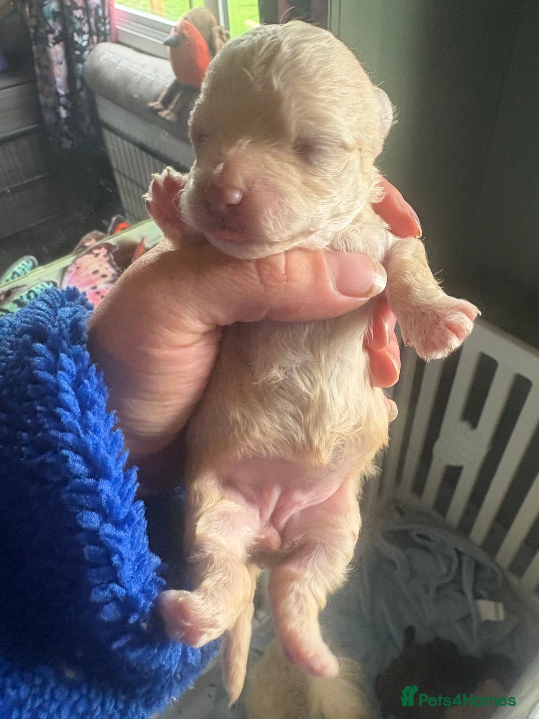 Poochon dogs for sale: Poochon pups - Image 1