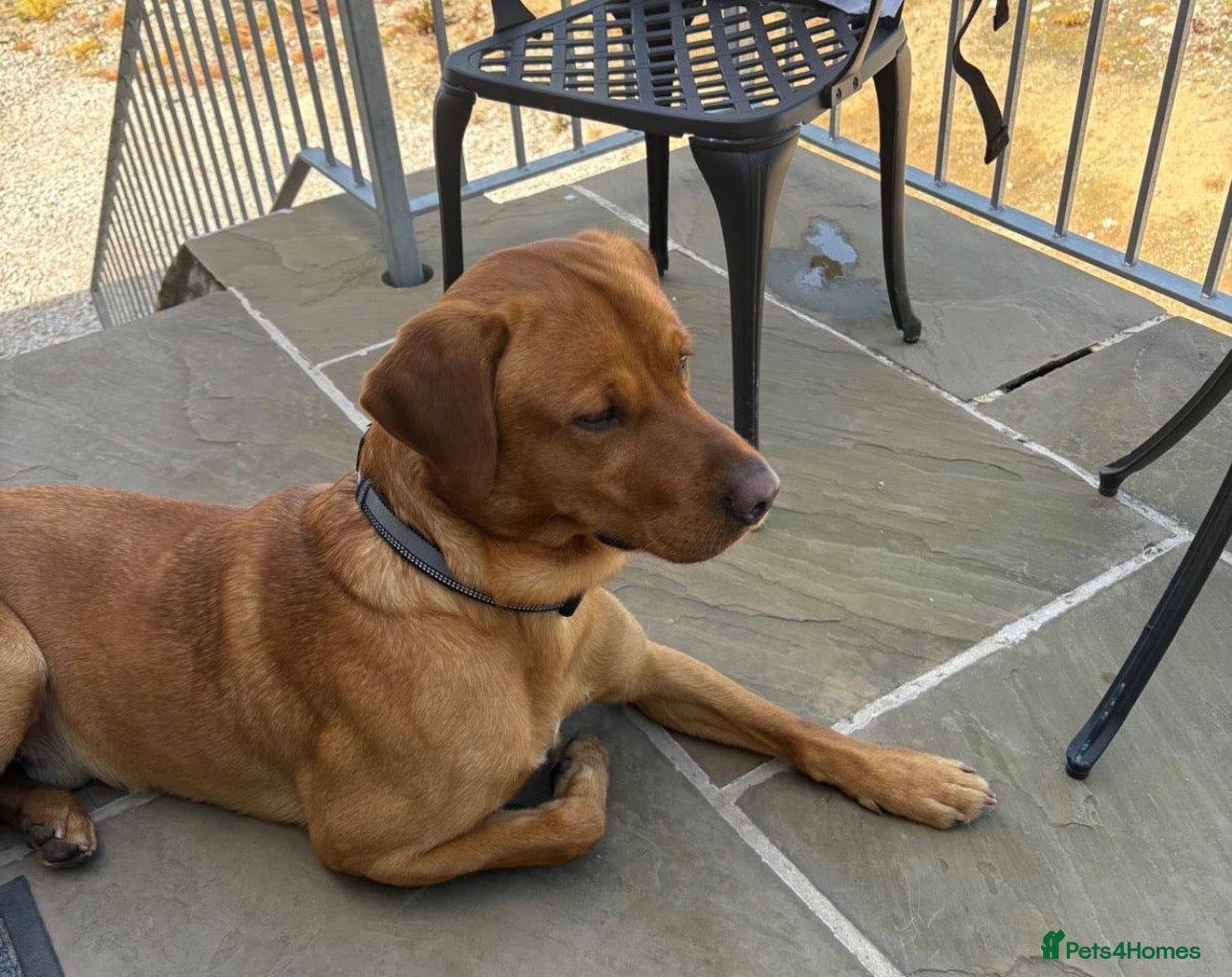 Labrador Retriever dogs Beautiful boy- KC and full health checks  - Advert 1