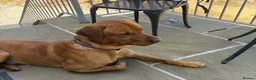 Labrador Retriever dogs for stud: Beautiful boy- KC and full health checks  - Advert 1