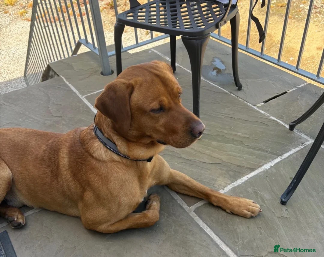 Labrador Retriever dogs for stud: Beautiful boy- KC and full health checks  - Advert 1