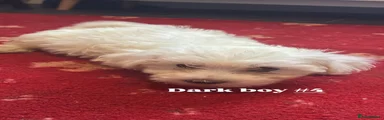 Bichon Frise 2