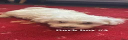Bichon Frise dogs for sale: 6 beautiful bichon Frise x bichon Maltese  - Advert 10