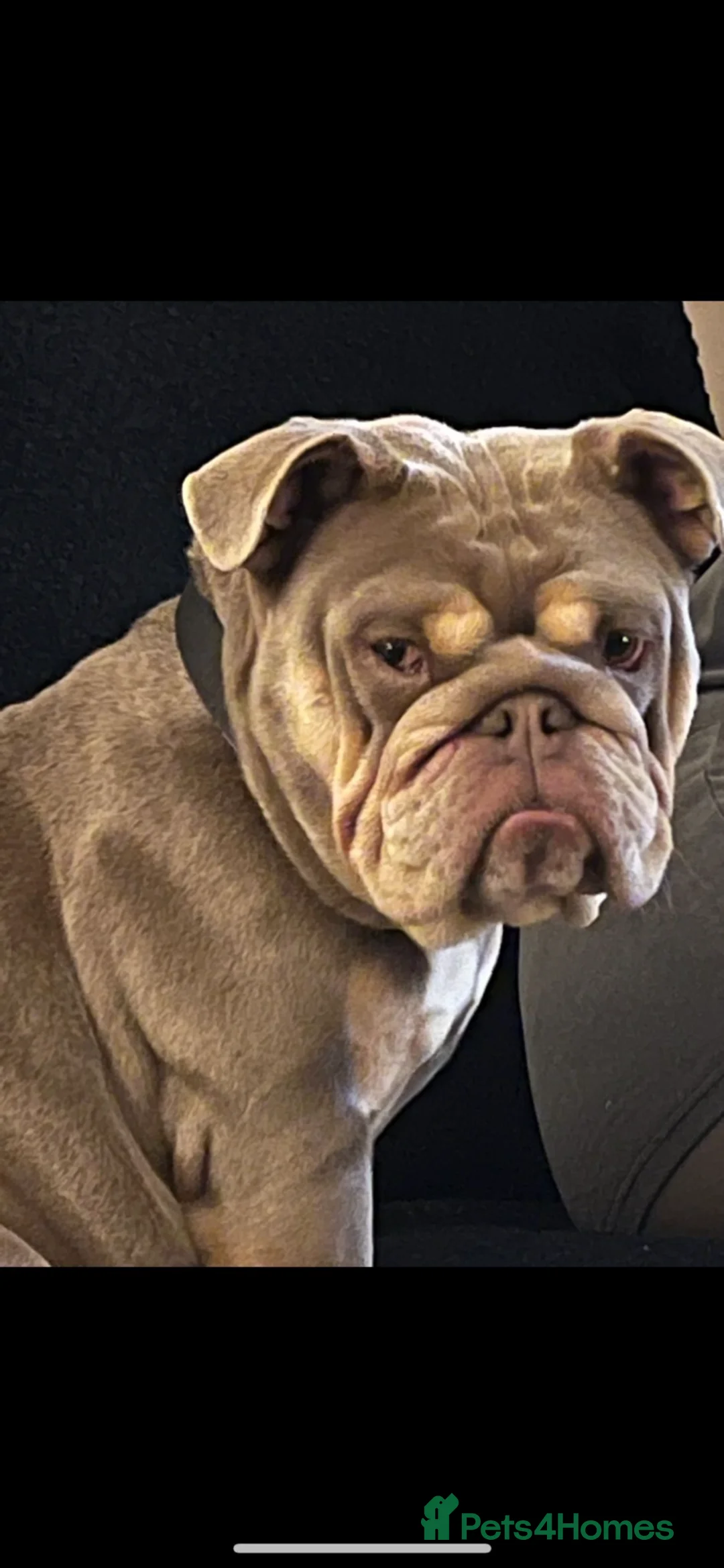 English Bulldog dogs for sale: HOGWARTS LITTER- CHUNKY LILAC BULLDOG PUPPIES 🐾  - Advert 2