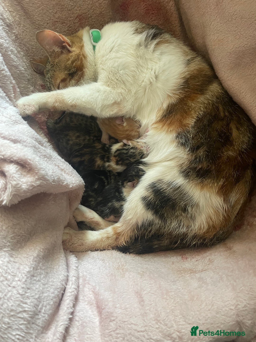Bengal cats for sale: Beagle cross  - Image 2