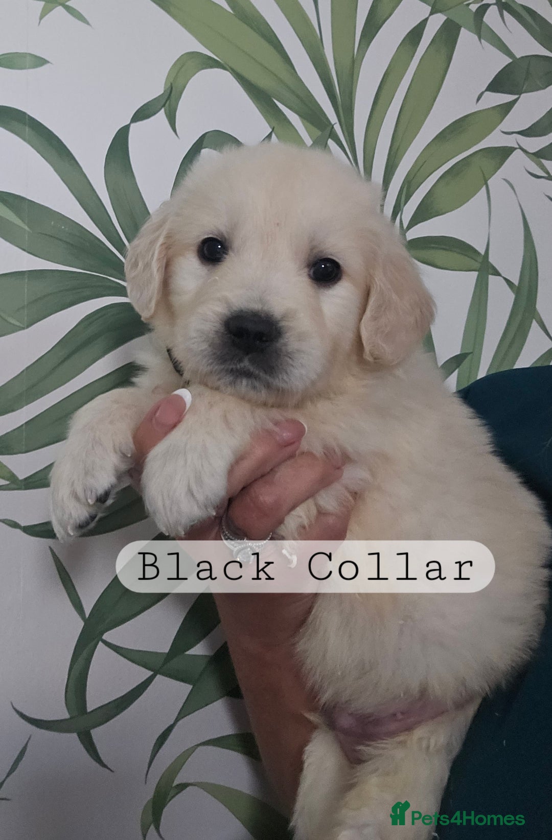 Golden Retriever dogs for sale: KC Reg Fully Health Tested Golden Retriever Pups - Image 6