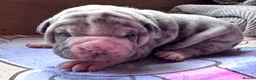 Shar Pei dogs for sale: Stunning Bullpei Puppies (Sharpei/English Bulldog) - Advert 18