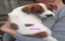 Jack Russell dogs for sale: Beautiful Jack Russel puppies - Image 11