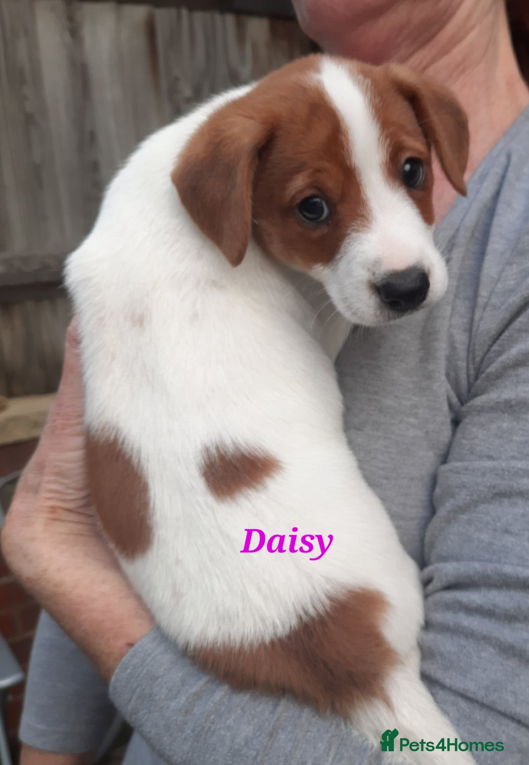 Jack Russell dogs for sale: Beautiful Jack Russel puppies - Image 11