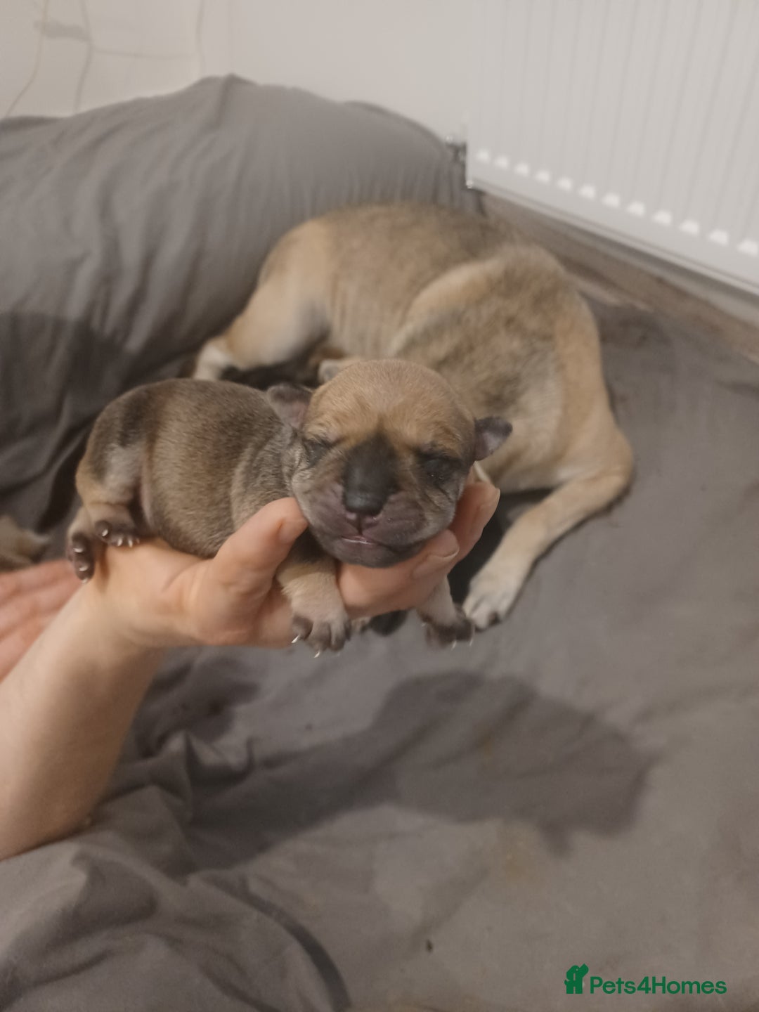 Mixed Breed dogs for sale: Bear coat Shar pei x Staffordshire pups - Advert 6