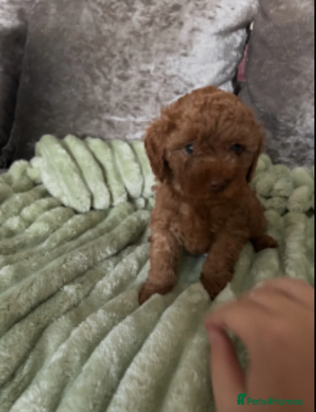 Cavapoo dogs for sale: Beautiful Cavapoo Pups now ready - Advert 2