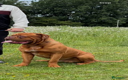 Dogue De Bordeaux dogs for stud: Dogue de Bordeaux for stud - Image 1