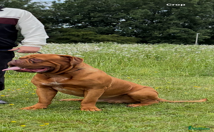 Dogue De Bordeaux dogs - Advert 15