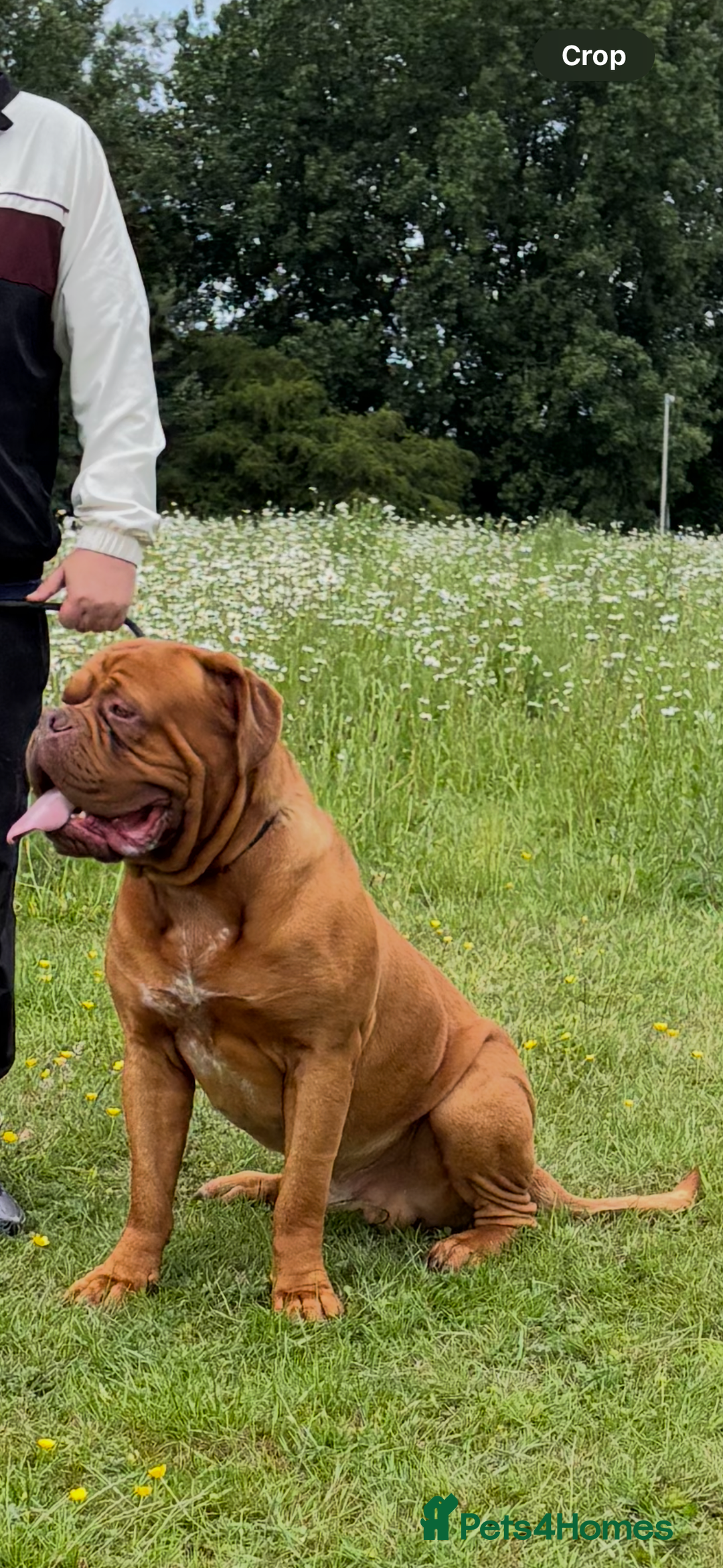Dogue De Bordeaux dogs for stud: Dogue de Bordeaux for stud - Image 1