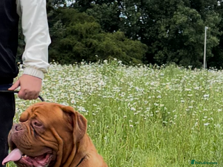 Dogue De Bordeaux dogs - Advert 4