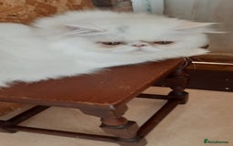 Persian cats for sale: READY NOW. GCCF REGISTERED PERSIAN KITTEN Male  - Image 5