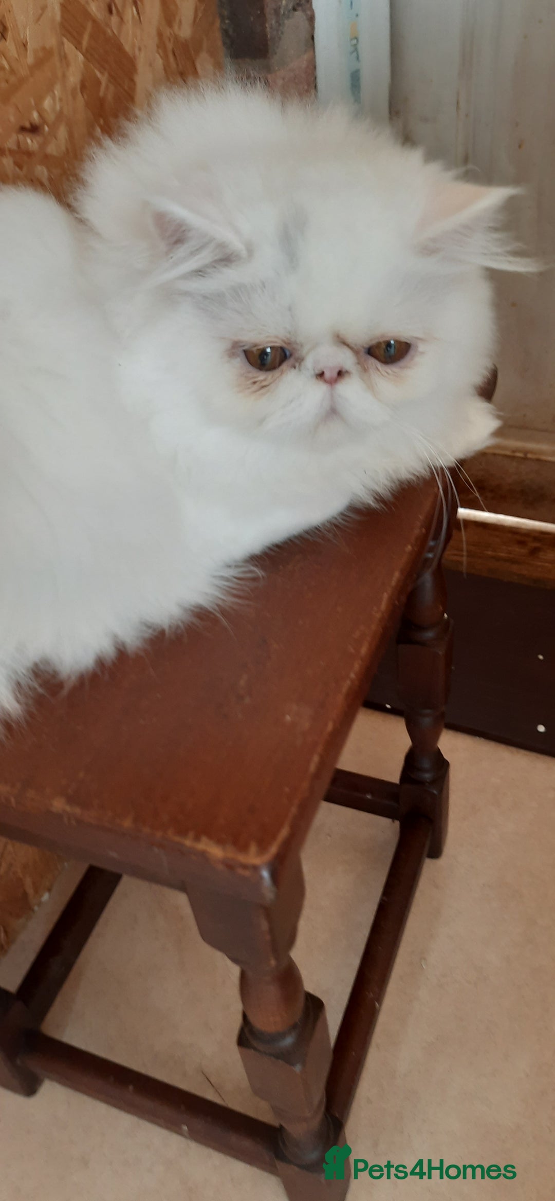Persian cats for sale: READY NOW. GCCF REGISTERED PERSIAN KITTEN Male  - Image 5