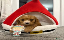 Cavapoo dogs for sale: F2 cava poo puppies  - Advert 3