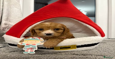 Cavapoo dogs F2 cava poo puppies  - Advert 4