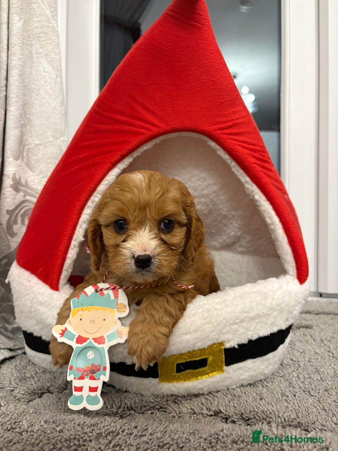 Cavapoo dogs for sale: F2 cava poo puppies  - Advert 3