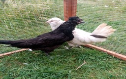 Chickens poultry for sale: Pullets/hens for sale - chickens in Hungerford - Image 1