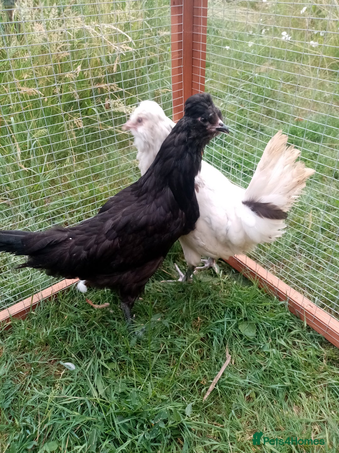 Chickens poultry for sale: Pullets/hens for sale - chickens in Hungerford - Image 1