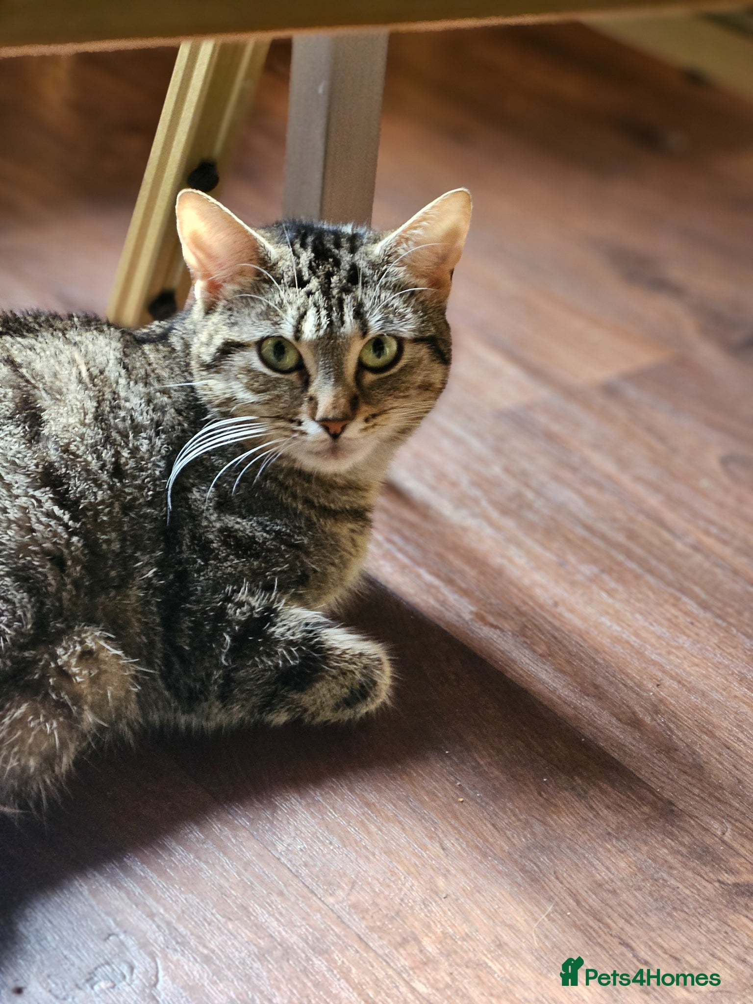 Mixed Breed cats Tabby kittens  - Advert 1