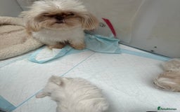 Shih Tzu dogs for sale: Imperial shihtzu puppies  - Image 8