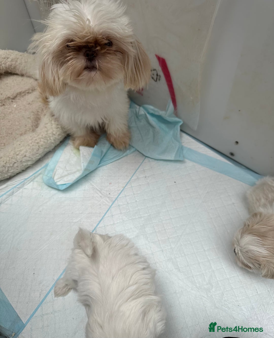 Shih Tzu dogs for sale: Imperial shihtzu puppies  - Image 8