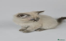 Ragdoll cats for sale: 🤍 STUNNING GCCF REGISTERED RAGDOLL KITTENS 🤍🤍 - Image 7