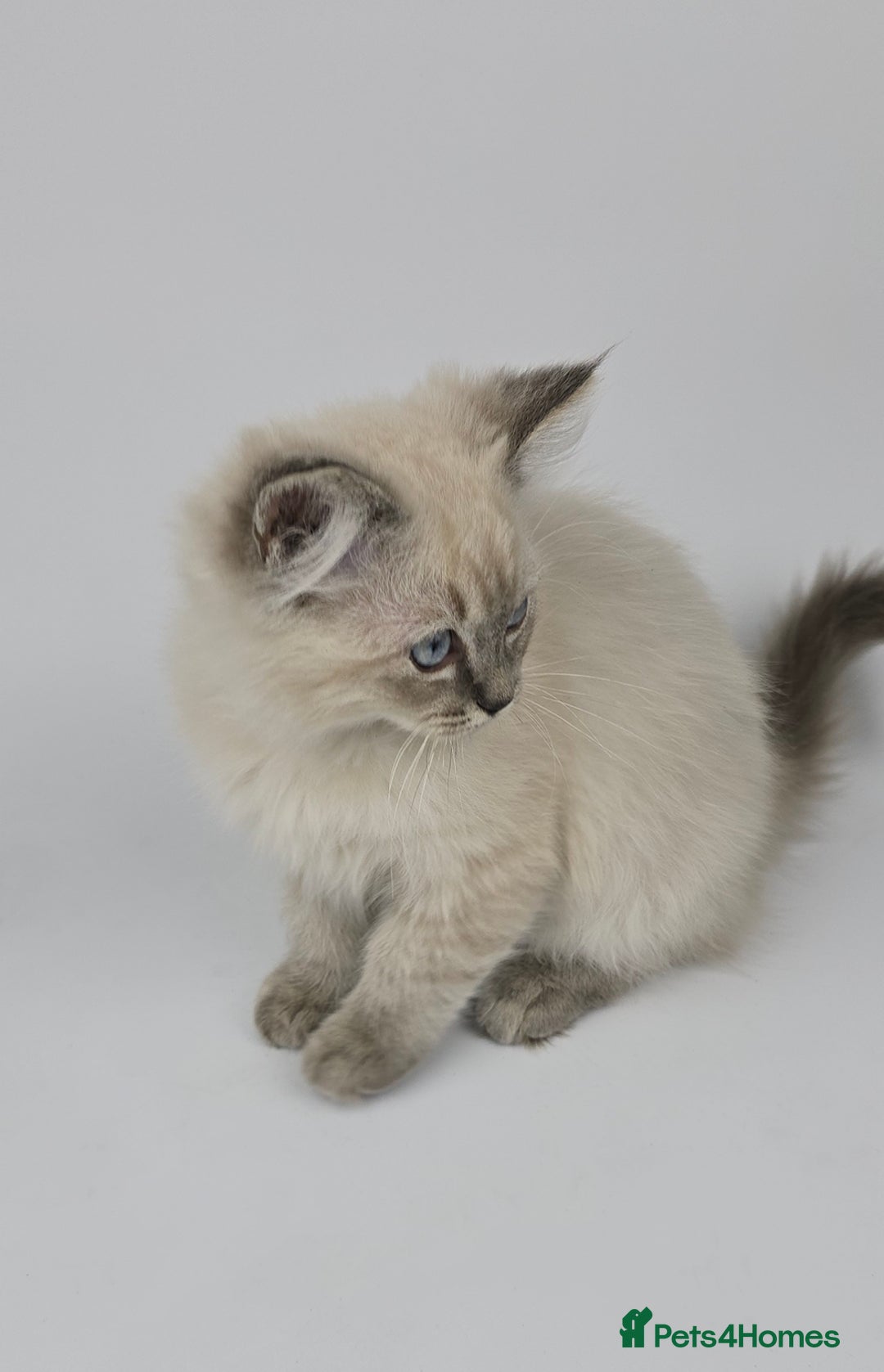 Ragdoll cats for sale: 🤍 STUNNING GCCF REGISTERED RAGDOLL KITTENS 🤍🤍 - Image 7