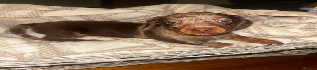 Miniature Dachshund Puppy 7