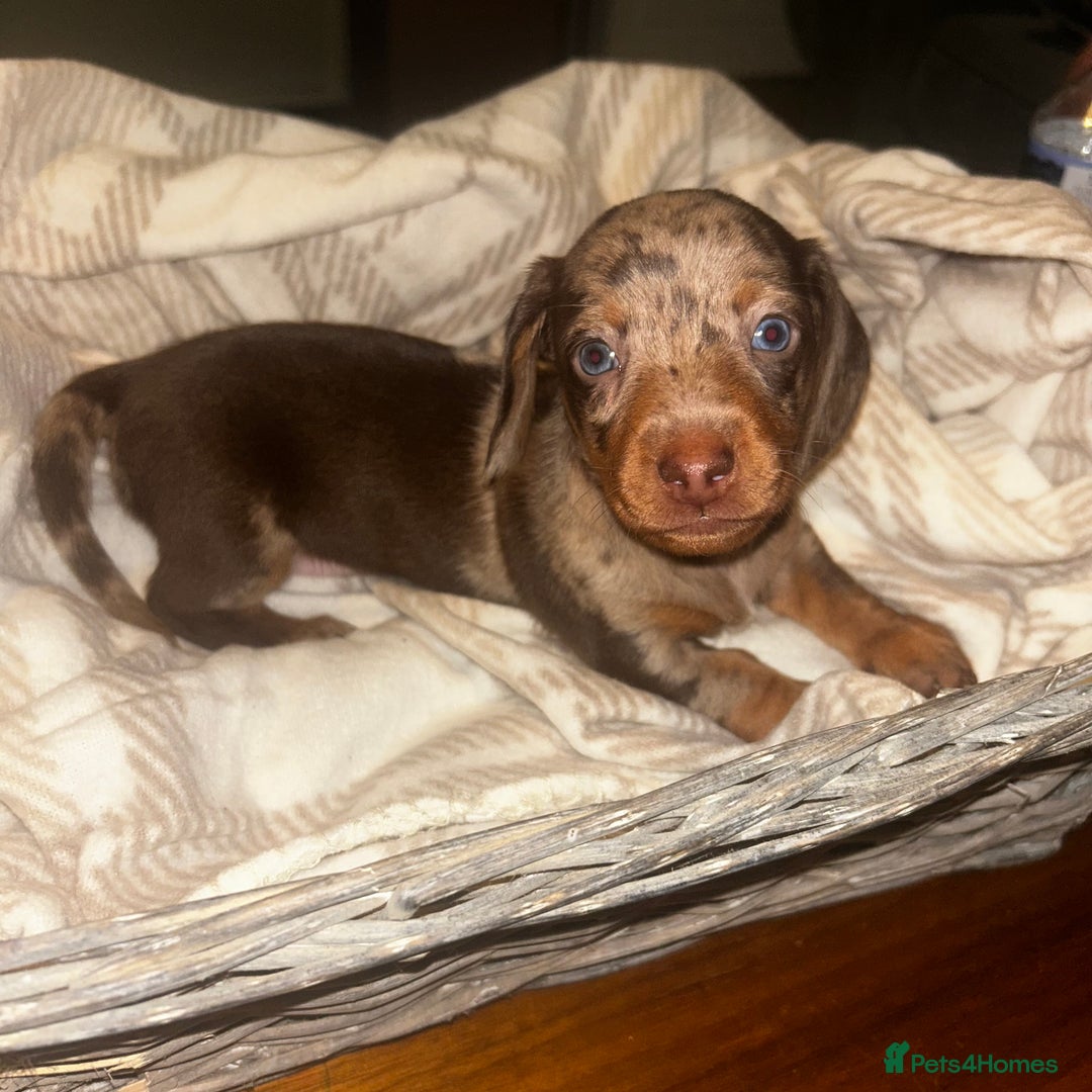 Miniature Dachshund dogs for sale: Mini dachshunds  - Image 3