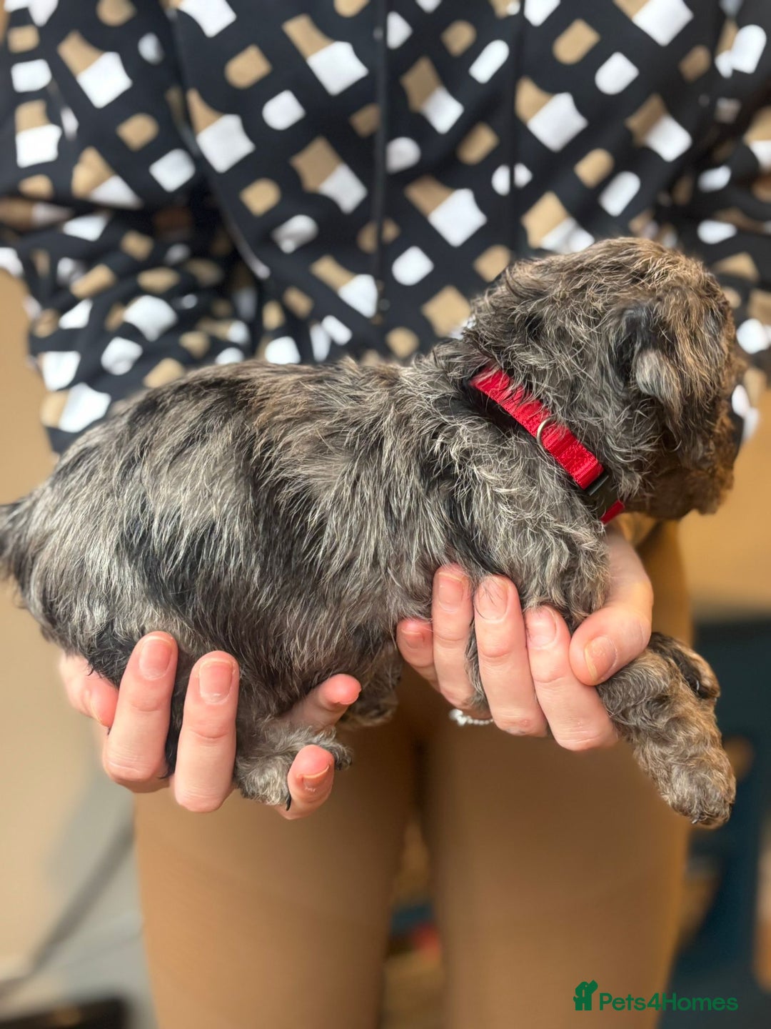 Doxiepoo dogs for sale: Merle & Solid Colour Doxiepoos - Image 15