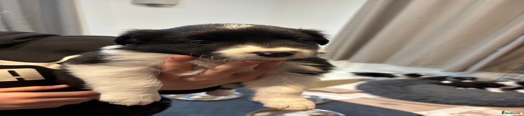  Puppy 5