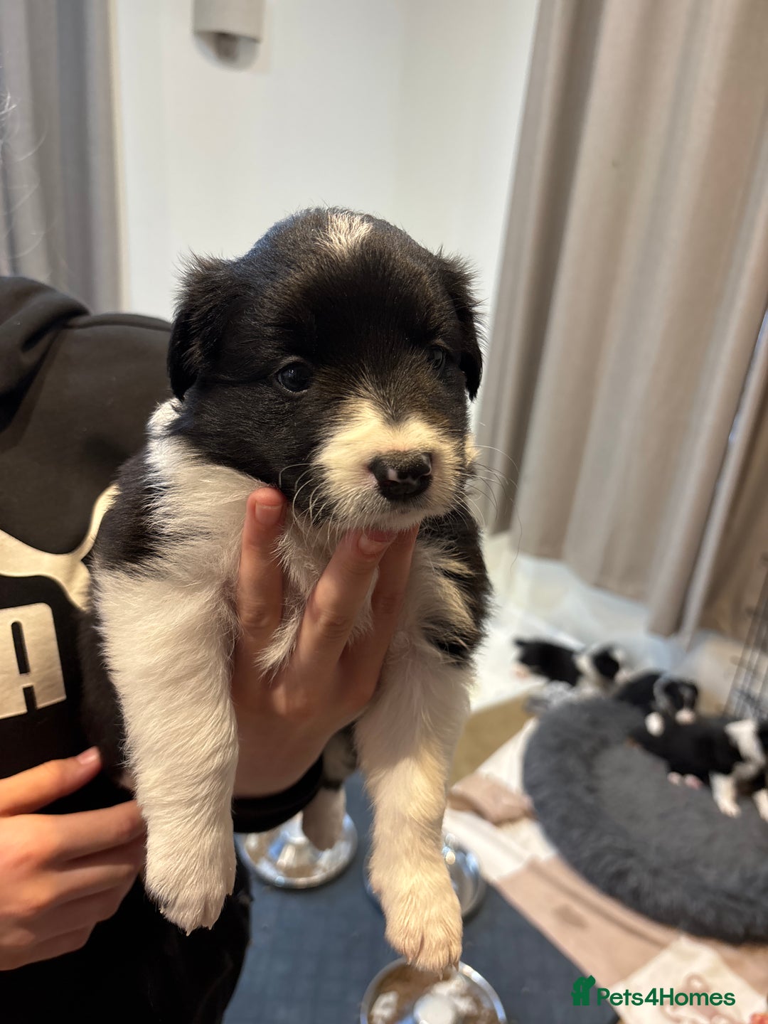 Border Collie dogs for sale: Border collie puppies  - Image 10