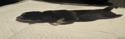 Siberian Husky dogs for sale: Pedigree Siberian Husky Puppies - Advert 9