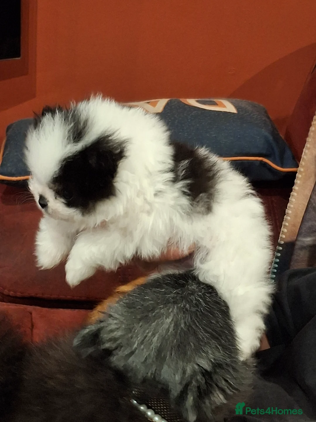 Pomeranian dogs for sale:  **  Pedigree  **  Girl Pomeranian in Port Talbot - Advert 3