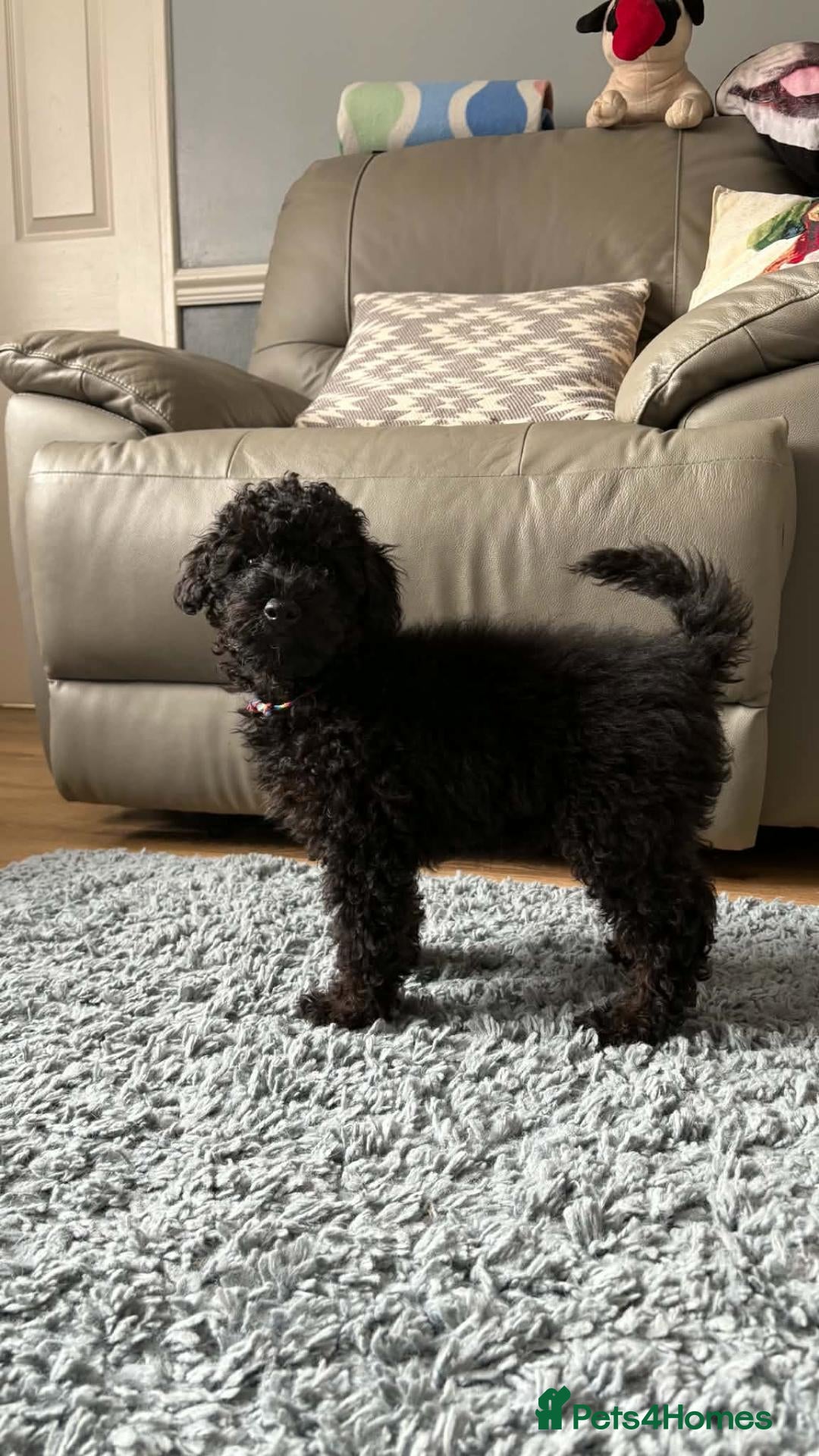Cavapoo dogs Amazing Miniature cavapoo f1b puppies - Advert 2