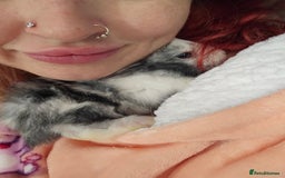 Harlequin rabbits for sale: 7 beautiful Harlequin bunnies looking for a new 🏡 - Image 22
