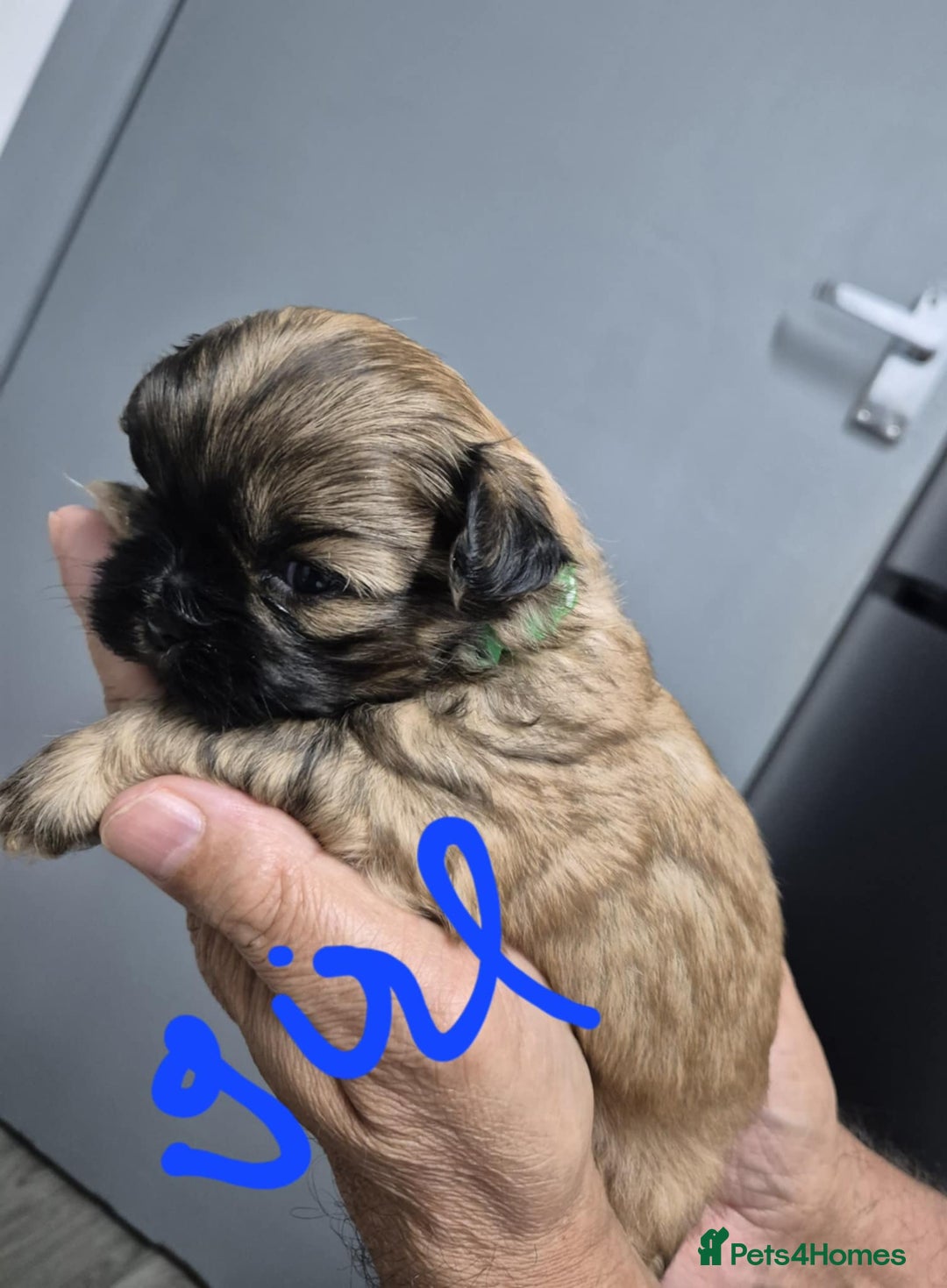 Shih Tzu dogs for sale: 8 ShihTzu Puppies for new homes - Advert 7