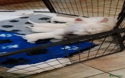 West Highland Terrier dogs for sale: Westie boy and girls - Image 5